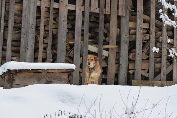 Cane Selvatico Nella Foresta Invernale — Foto Stock