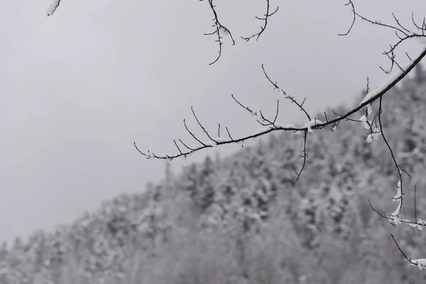 Ramas Árboles Cubiertas Nieve —  Fotos de Stock