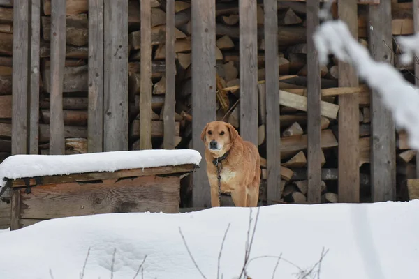 Cane Selvatico Nella Foresta Invernale — Foto Stock