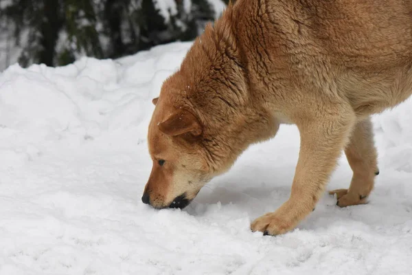 Cane Selvatico Nella Foresta Invernale — Foto Stock