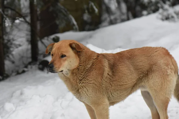 冬の森の野生の犬 — ストック写真