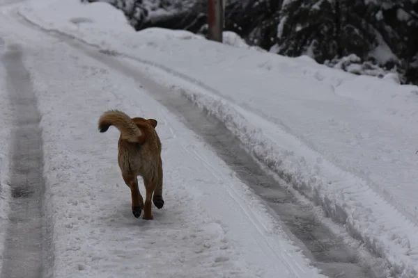 Cane Selvatico Nella Foresta Invernale — Foto Stock