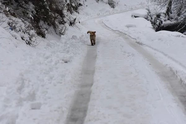 Cane Selvatico Nella Foresta Invernale — Foto Stock