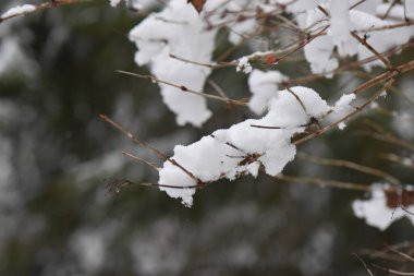 Ormanda kış donmuş nehirde