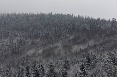 Ormanda kış donmuş nehirde