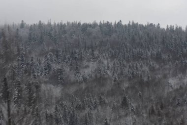 Ormanda kış donmuş nehirde