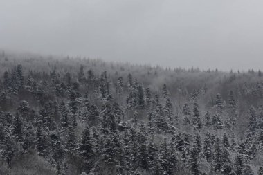 Ormanda kış donmuş nehirde