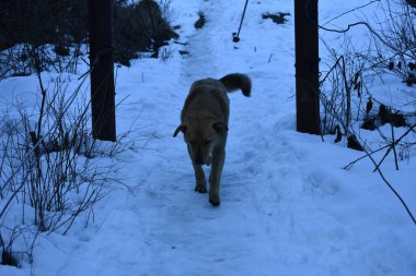 Kışın vahşi köpek