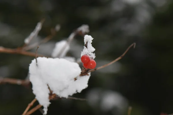 Hiver Dans Forêt Rivière Gelée — Photo