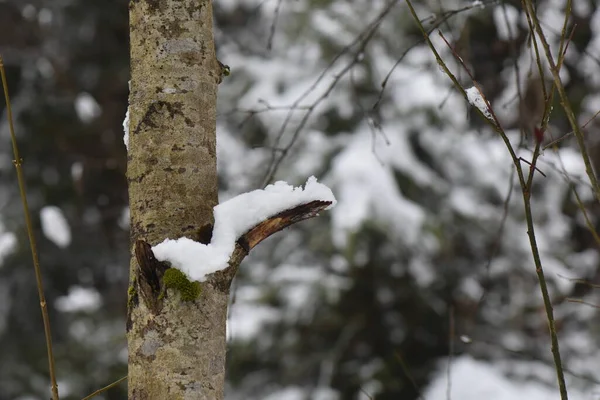 Winter Het Bos Bevroren Rivier — Stockfoto