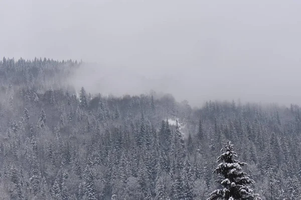 Inverno Floresta Rio Congelado — Fotografia de Stock