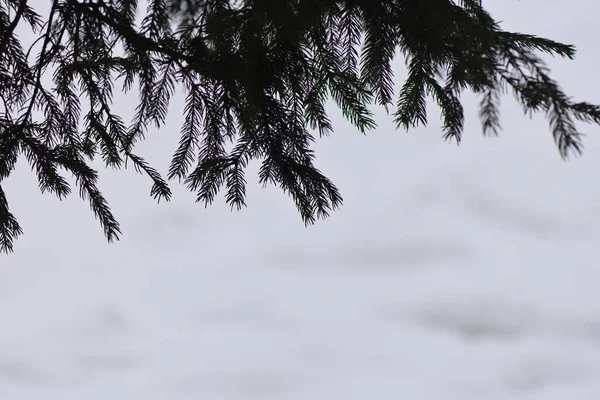 Hiver Dans Forêt Rivière Gelée — Photo