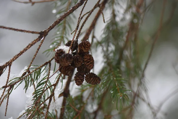 Hiver Dans Forêt Rivière Gelée — Photo