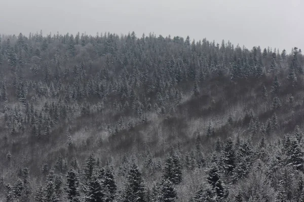 Inverno Floresta Rio Congelado — Fotografia de Stock