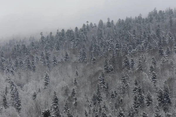 Inverno Floresta Rio Congelado — Fotografia de Stock