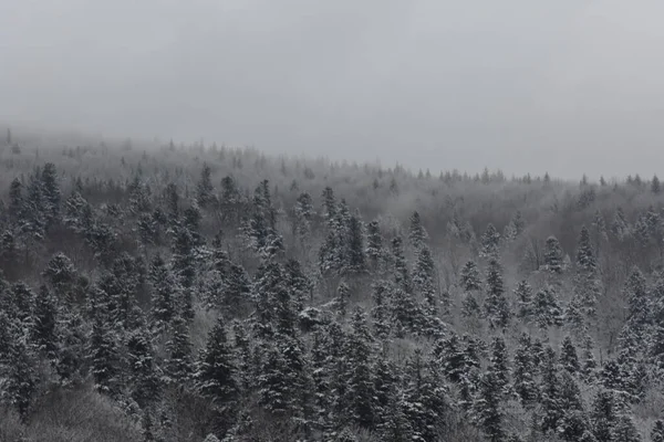 Inverno Floresta Rio Congelado — Fotografia de Stock