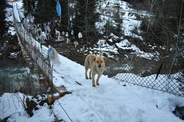 Cane Selvatico Inverno — Foto Stock