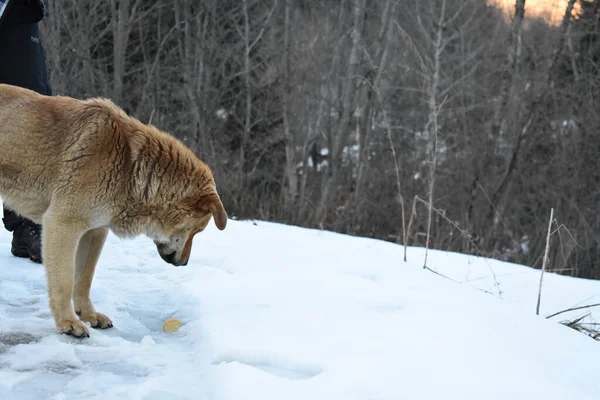 Cane Selvatico Inverno — Foto Stock