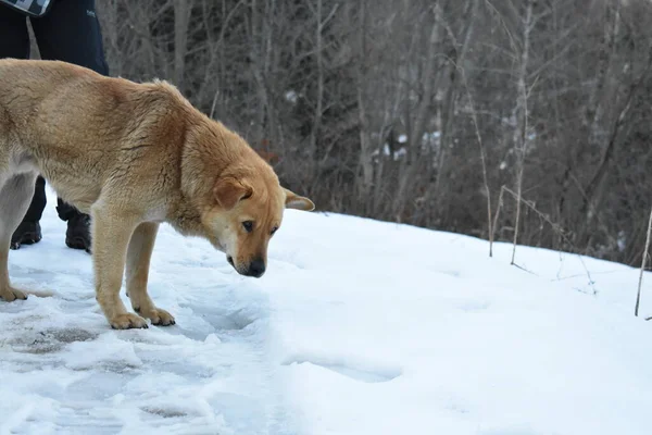 Дикая Собака Зимой — стоковое фото