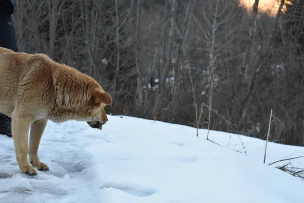 Дикая Собака Зимой — стоковое фото