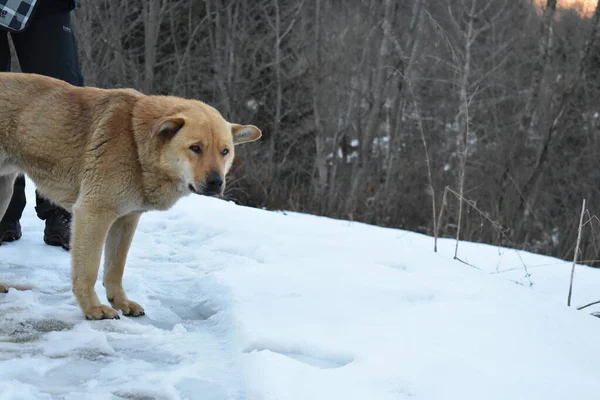 Wild Dog Zimě — Stock fotografie