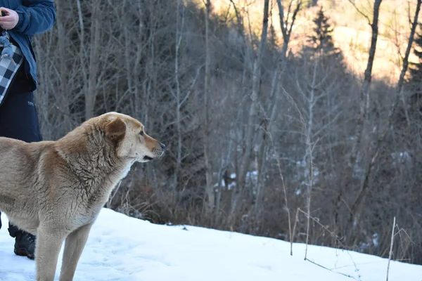 Cane Selvatico Inverno — Foto Stock