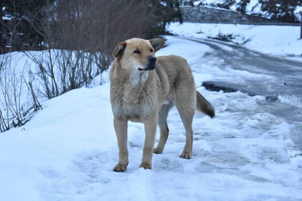 Cane Selvatico Inverno — Foto Stock