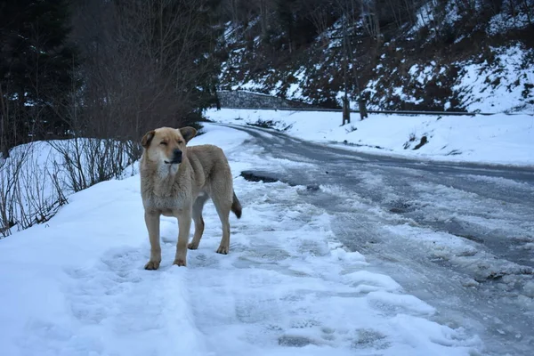 Cane Selvatico Inverno — Foto Stock
