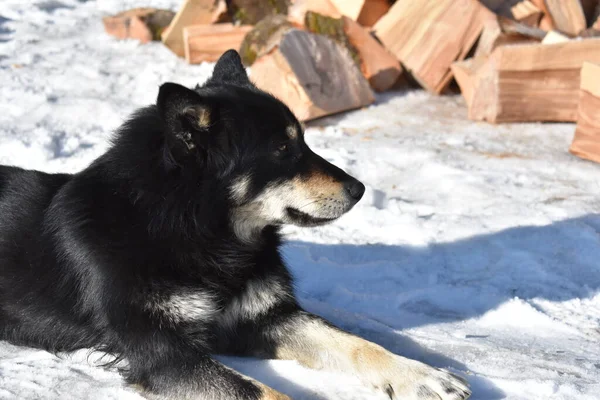 Cane Selvatico Sulla Neve — Foto Stock