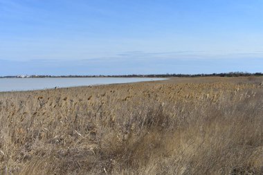 Tuzlu gölün sahilinde sazlar