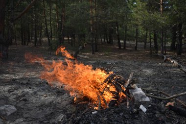 Ormanda yangın