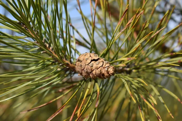 Árvore Floresta — Fotografia de Stock