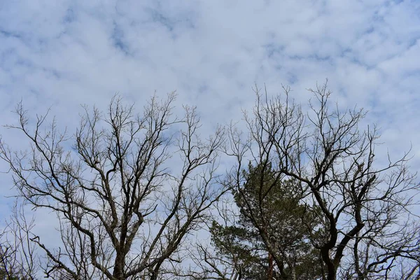 Baum Wald — Stockfoto