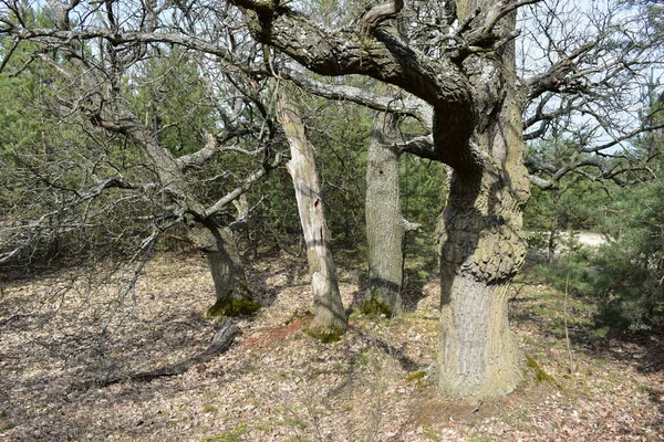 Erdőben — Stock Fotó