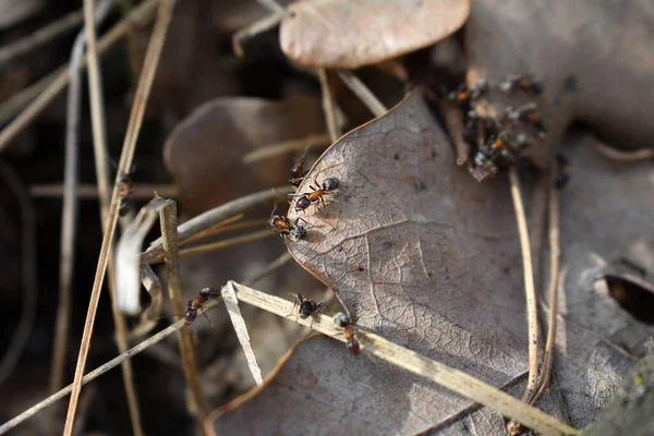 Karınca Kuru Yaprak Üzerinde — Stok fotoğraf