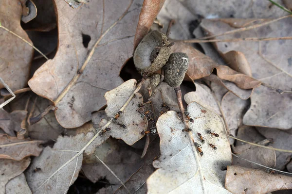 Karınca Kuru Yaprak Üzerinde — Stok fotoğraf