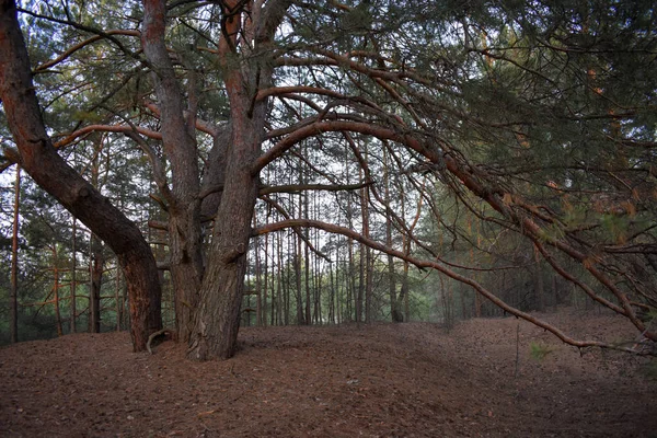 Sentiero Nel Bosco — Foto Stock