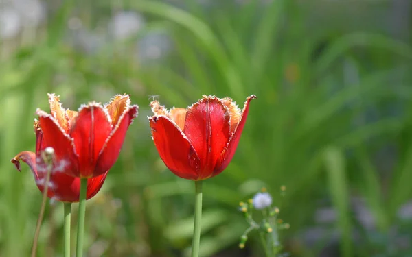 Květiny Zahradě — Stock fotografie
