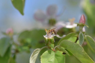 Bahçedeki çiçekler.