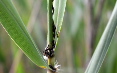 Baharda yeşil bahçe hayatı