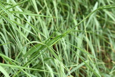 Baharda yeşil bahçe hayatı