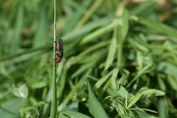 Groene Tuin Leven Het Voorjaar — Stockfoto