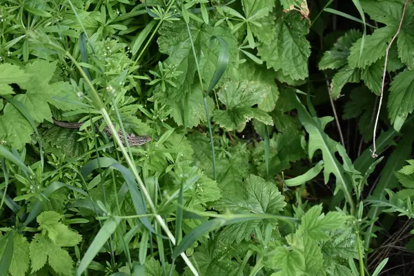 Groene Tuin Leven Het Voorjaar — Stockfoto