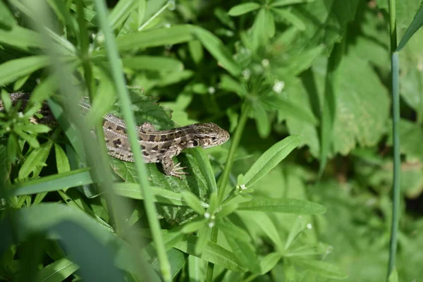 Groene Tuin Leven Het Voorjaar — Stockfoto