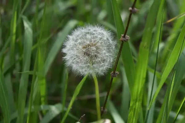 Groene Tuin Leven Het Voorjaar — Stockfoto