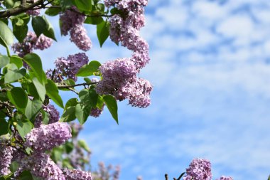 Bahçe çiçekleri yazın