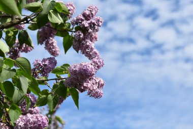 Bahçe çiçekleri yazın
