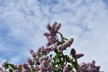 Bahçe çiçekleri yazın