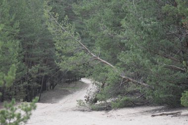 Sonbaharda çam ormanı