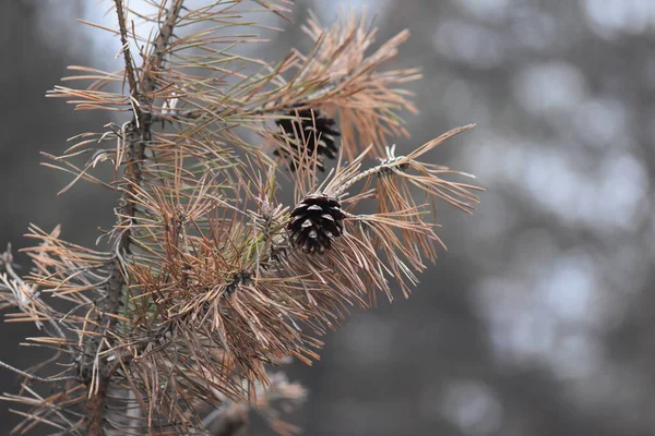 Forêt Pins Automne — Photo